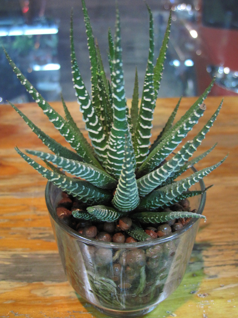  p data-id="gnb1xxf5ey">蛇尾兰,学名:条纹十二卷 haworthia