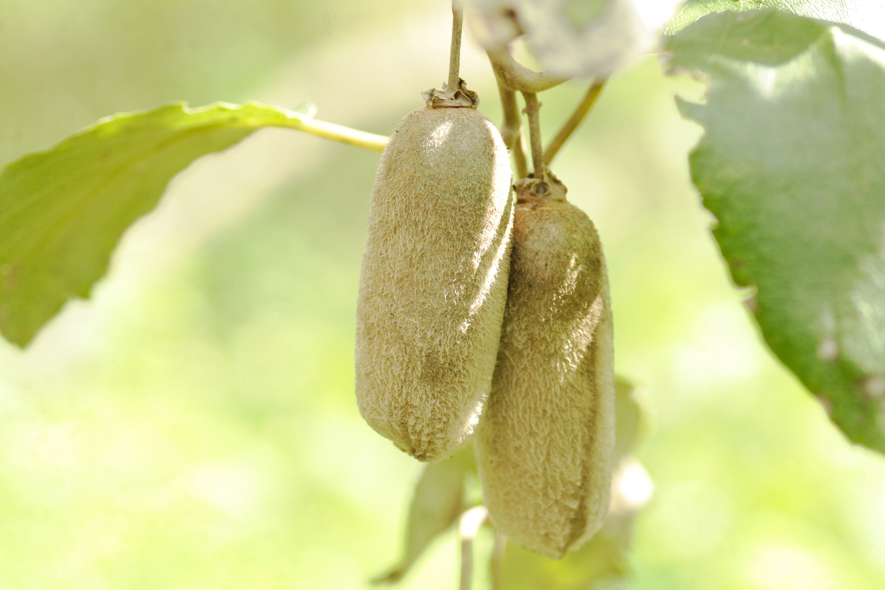  p data-id="go0cfyrqqr">华特猕猴桃,也叫白毛猕猴桃,属毛花猕猴桃的