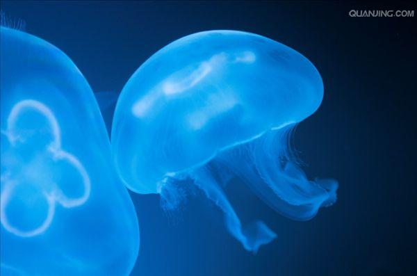 海月水母,aurelia aurita 
