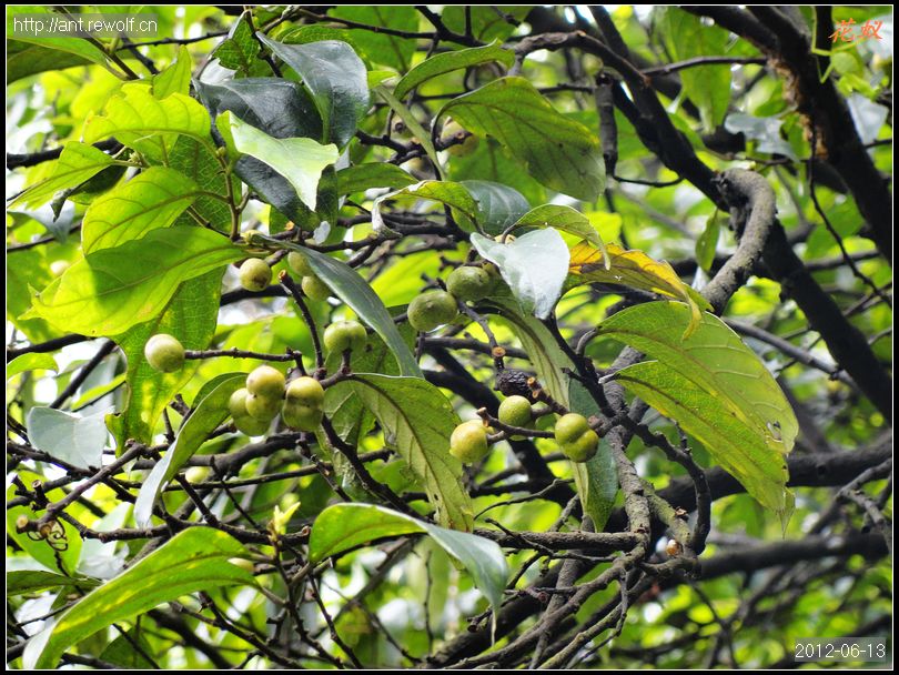  p> b>大果臀果木 /b>(学名: b> i>pygeum macrocarpum /i> /b>),为 a