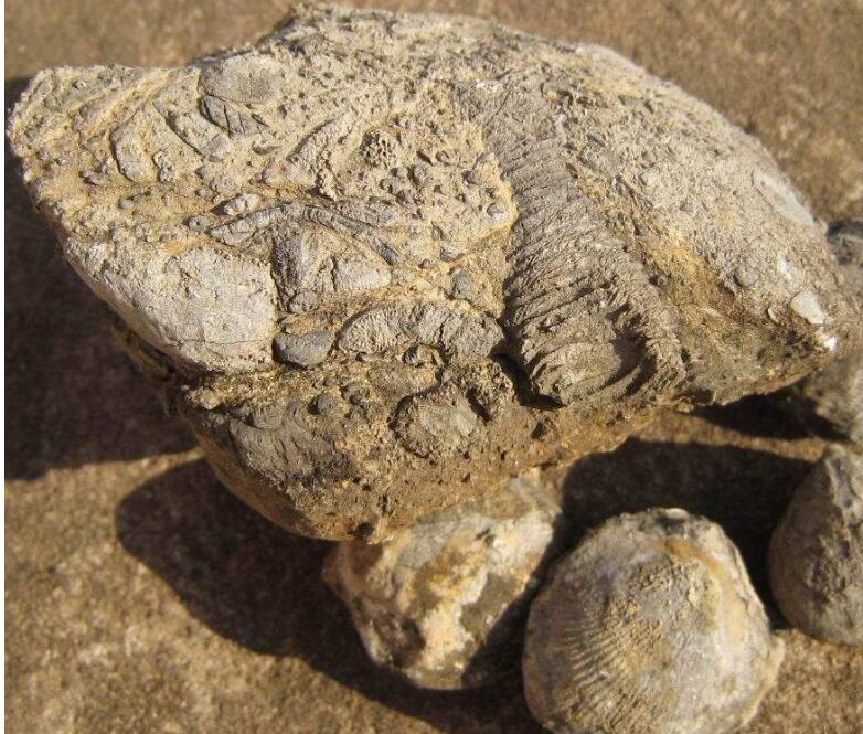 href="#">化石群 /a>位于澄江县城以东5公里的帽天山,这一化石群的