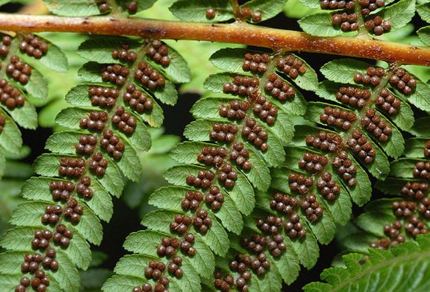 tryon),别名蛇木,是 a target="_blank" href="/item/桫椤科/1378944