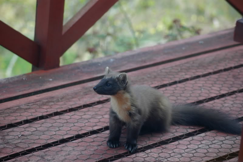  p>松貂(学名: i>martes martes /i>):平均体长53厘米,尾巴长25厘米.