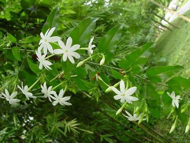  p>青藤仔,是 a target="_blank" href="/item/双子叶植物纲/229183"