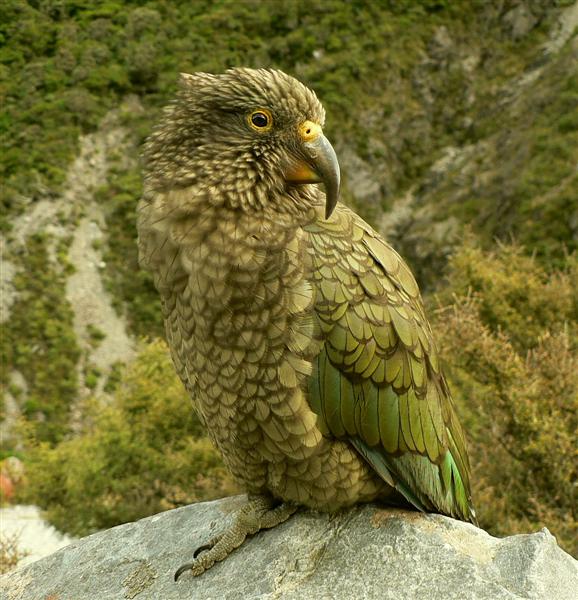  p>啄羊鹦鹉属(学名:nestor)仅1属2种3亚种,分布于新西兰险峻寒冷的