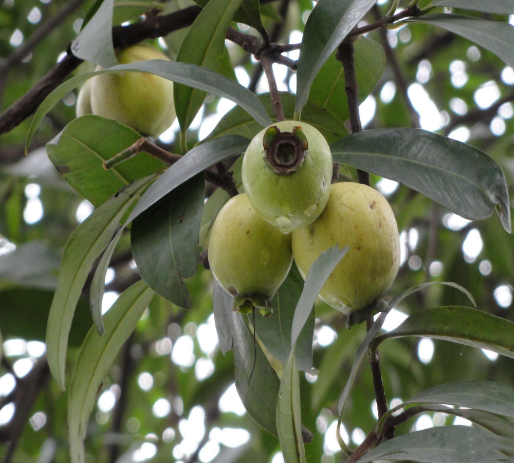 syzygium guangxiense chang et miau