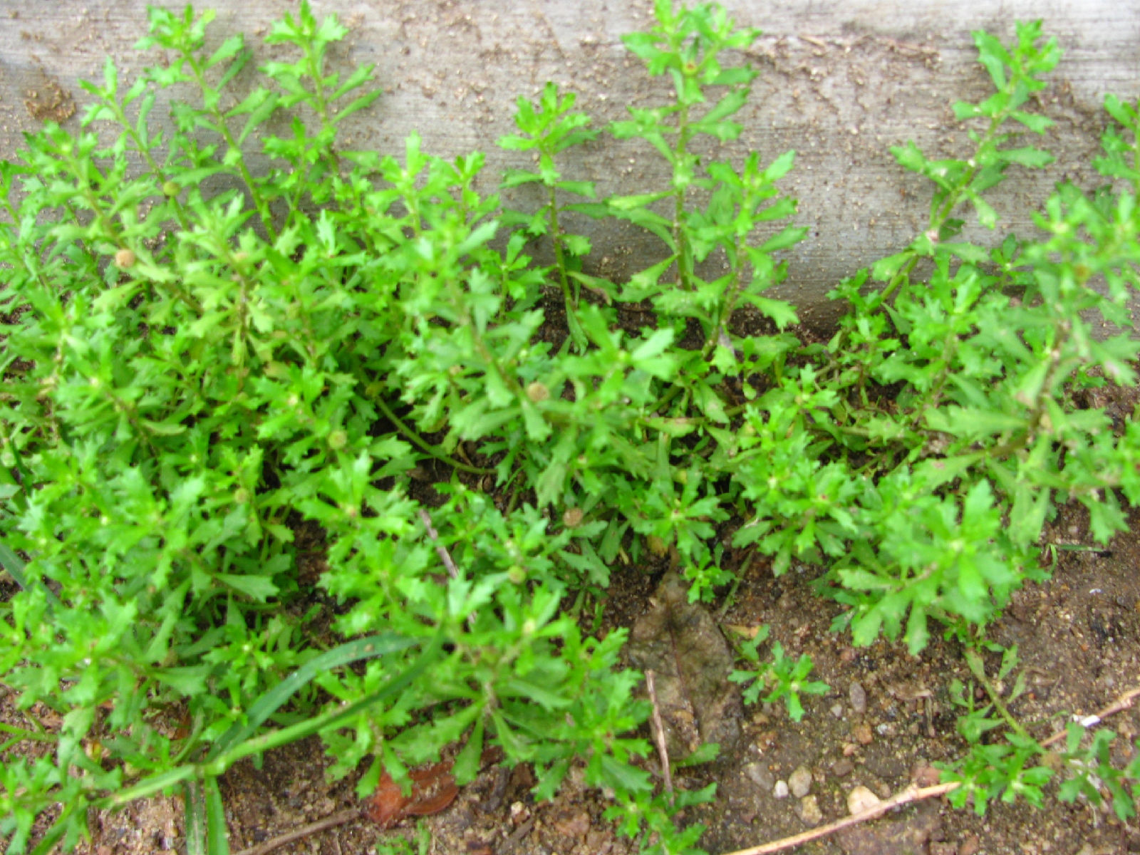 鹅不食草