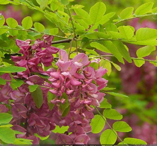 香花槐 百度百科