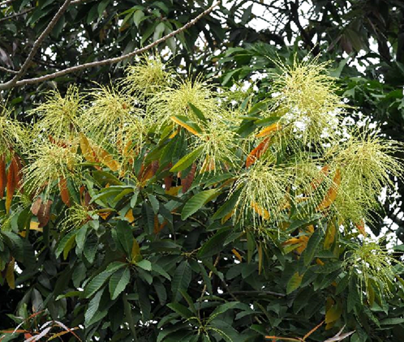  p>黧蒴锥(学名: i>castanopsis fissa /i> (champ. ex benth.) rehd.