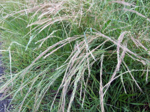 trisetum bifidum (thunb.) ohwi