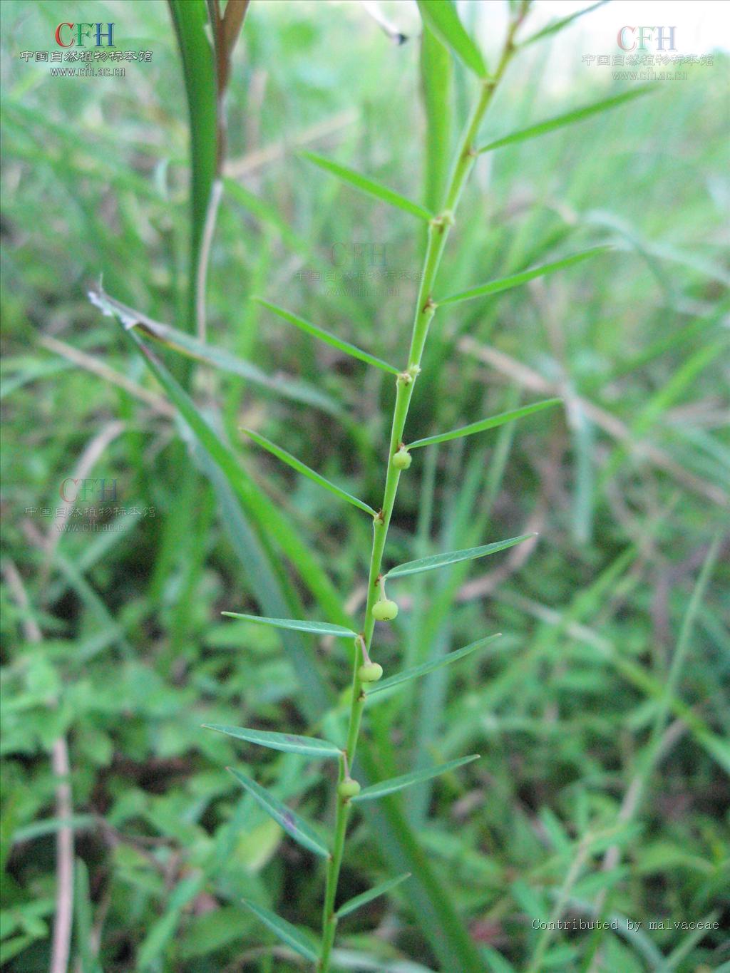  p>甘草(学名: i>glycyrrhiza uralensis  /i>fisch.