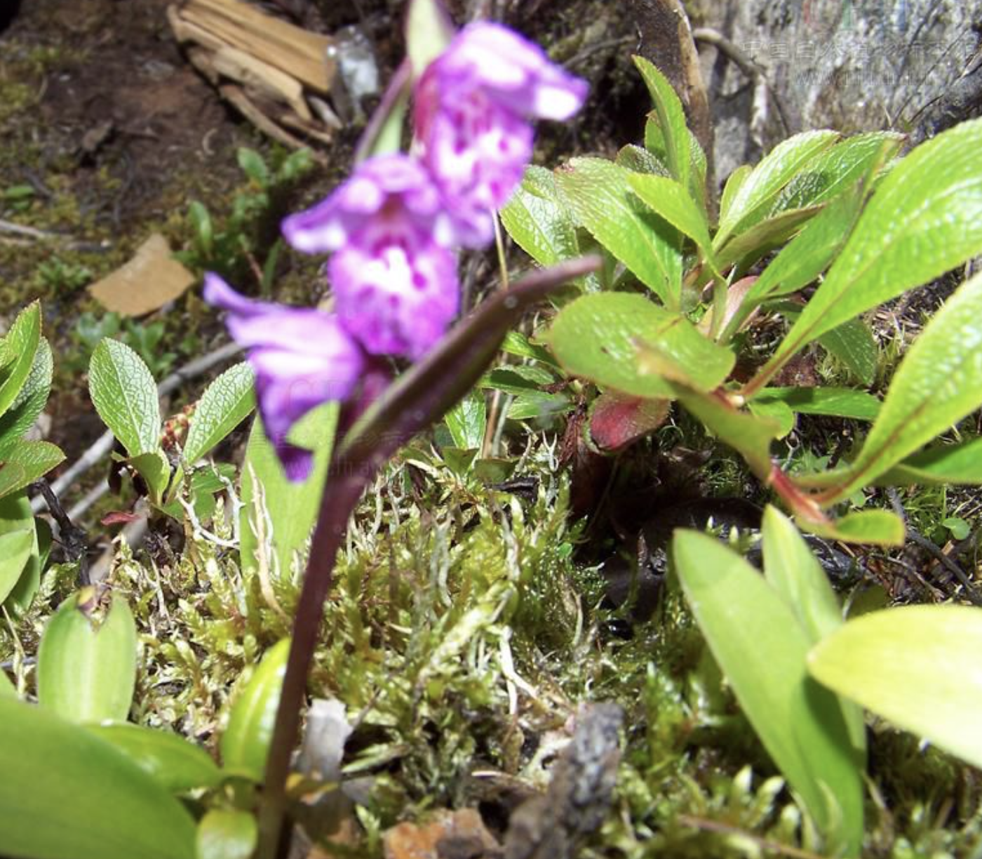  p>白花红门兰,是兰科 a target="_blank" href="/item/红门兰属