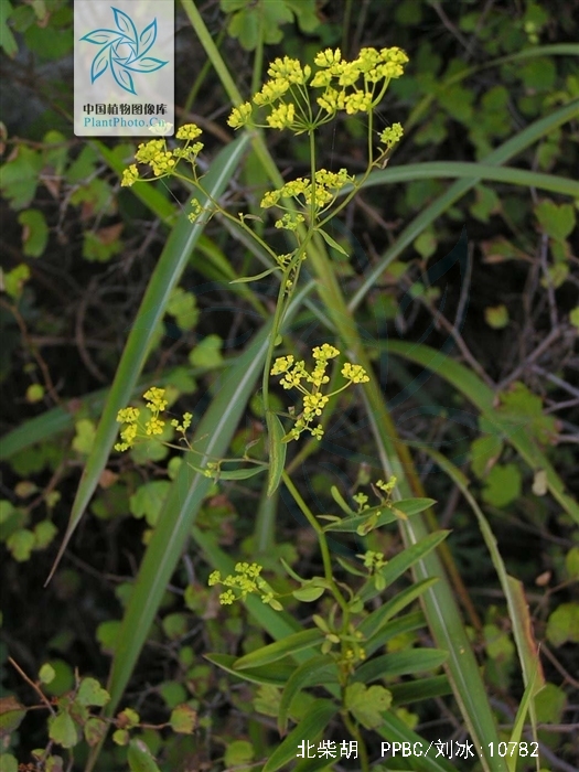  p>北柴胡(学名: i>bupleurum chinense /i> dc.