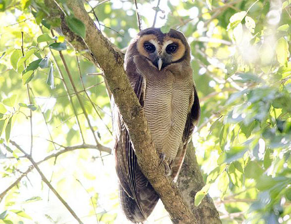  p>褐林鸮(学名: i>strix leptogrammica /i>)是夜行 a target="