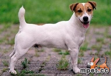 parson russell terrier