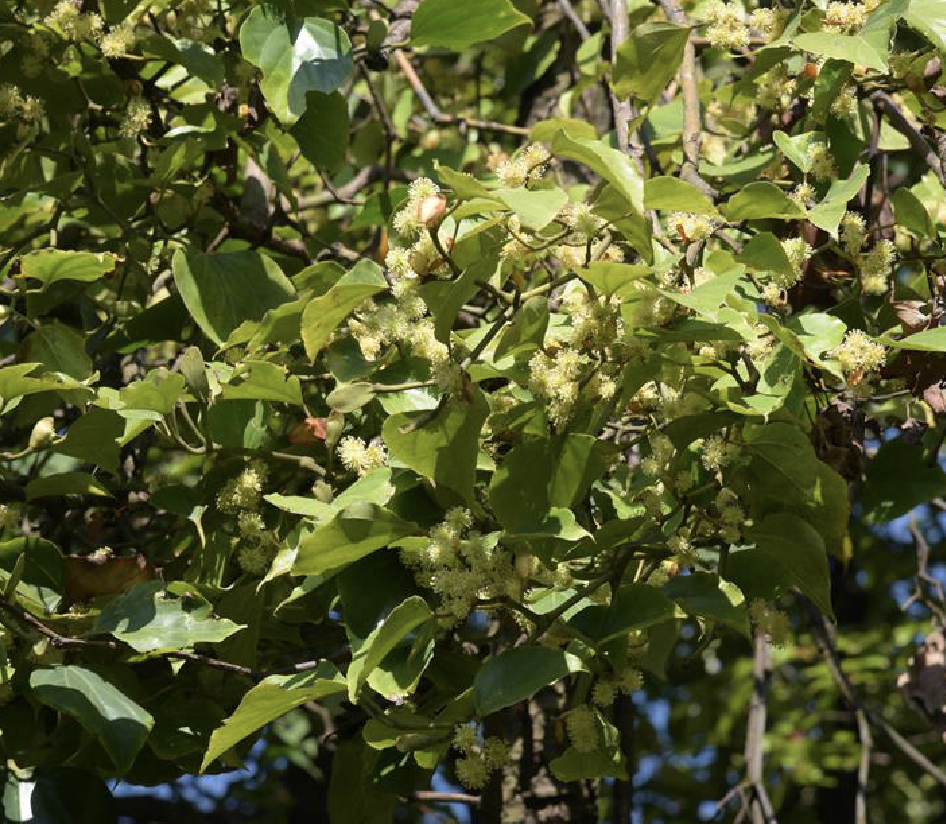  p>大果马蹄荷(学名: i>exbucklandia tonkinensis /i> (lec.