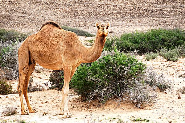 >camelus dromedarius /i>):体长约3米,高2米以上,因有一个驼峰而得名