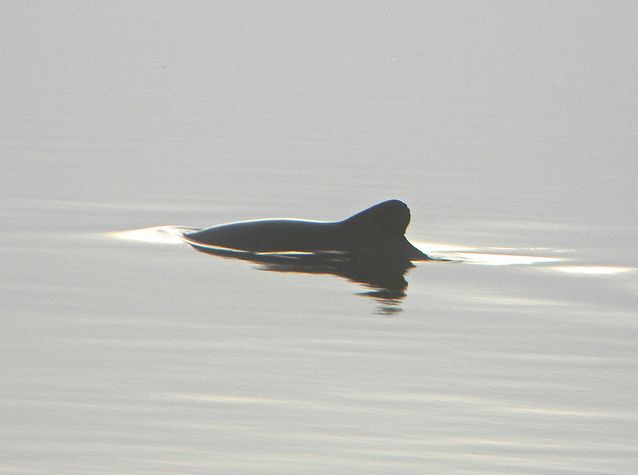  p>智利矮海豚(学名: i>cephalorhynchus eutropia /i>)体型小而短胖