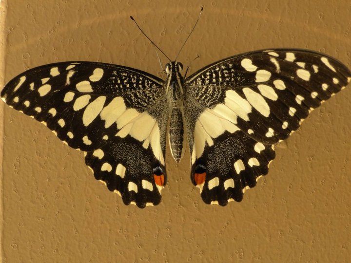  p>达摩凤蝶(papilio demoleus linnaeus蝴蝶)是一种常见的分布广泛的
