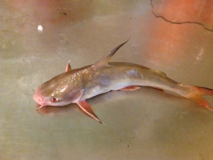 可分为鲀毒鱼类,卵毒鱼类,胆毒鱼类,血毒鱼类,刺