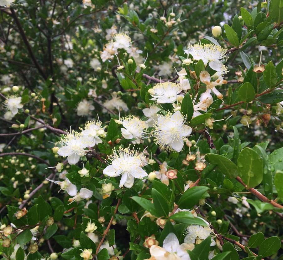 香桃木无性系1号