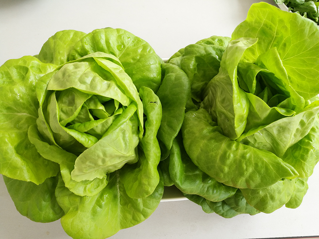  p data-id="gnwls8qdv4">奶油生菜是莴苣的一个变种,味甘甜微苦,颜色