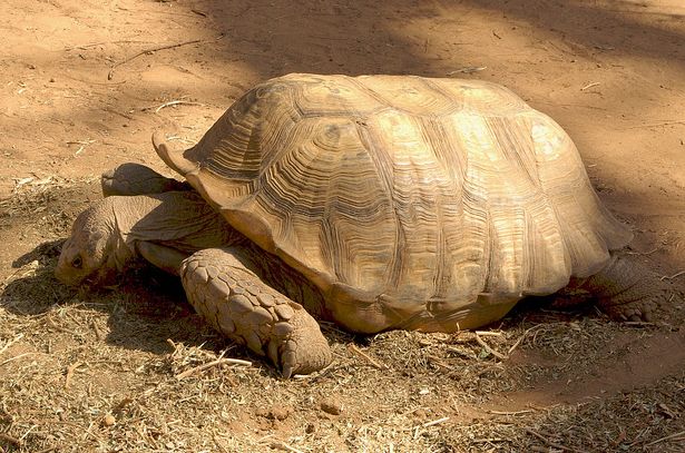 african spurred tortoise