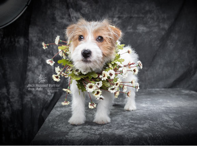 杰克罗素梗为什么能变成动画片宠儿 百科ta说