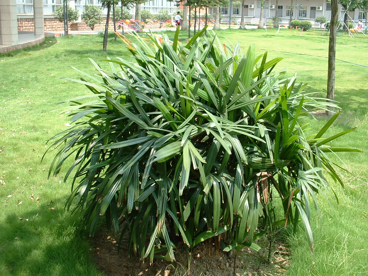  p data-id="tb65tdltskqc">大叶棕竹是棕榈科棕竹属常绿灌木,茎丛生