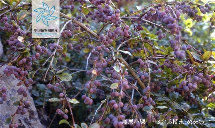  p data-id="tbhutzdaj97q">黑果小檗(学名: i>berberis atrocarpa /i