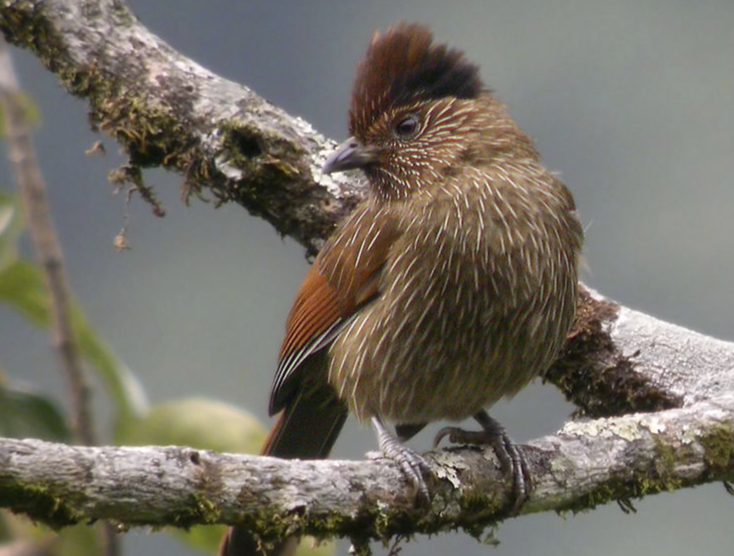 条纹噪鹛(学名: i>grammatoptila striata /i>)是画眉科,噪鹛属中型