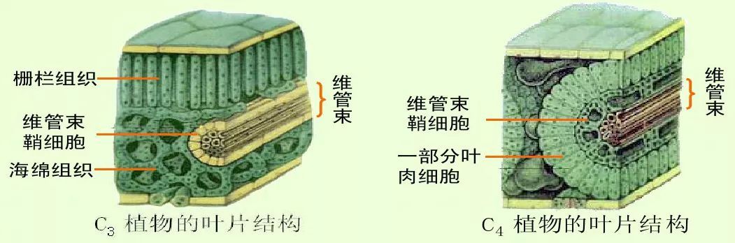  p data-id="gnbjlz5aej">维管束鞘细胞是植物维管束外包围的一层或几