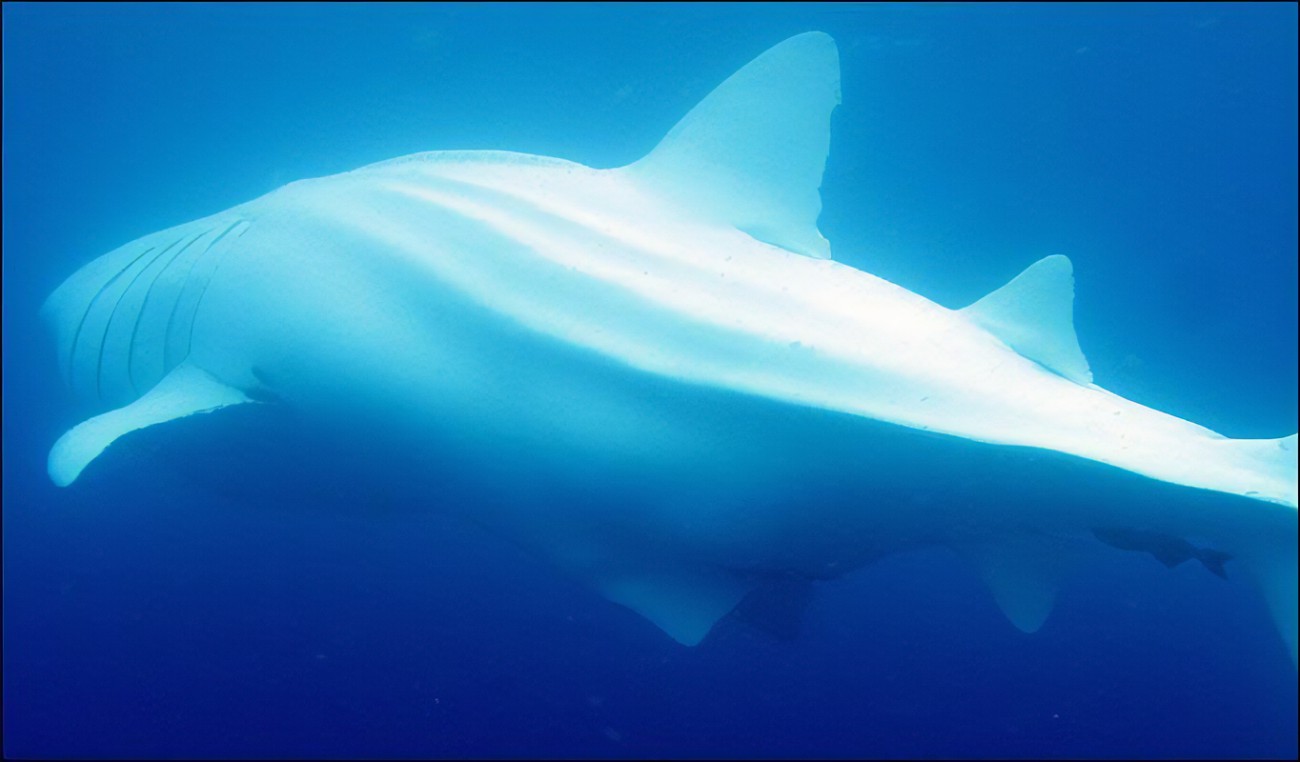 白鲸鲨