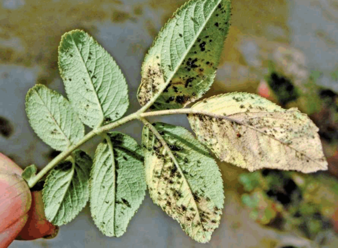 玫瑰锈病主要为害叶片,也为害嫩梢,果实和幼芽.