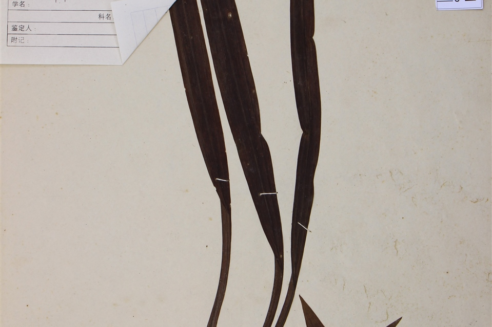 七月兰花清香溢,又称兰月