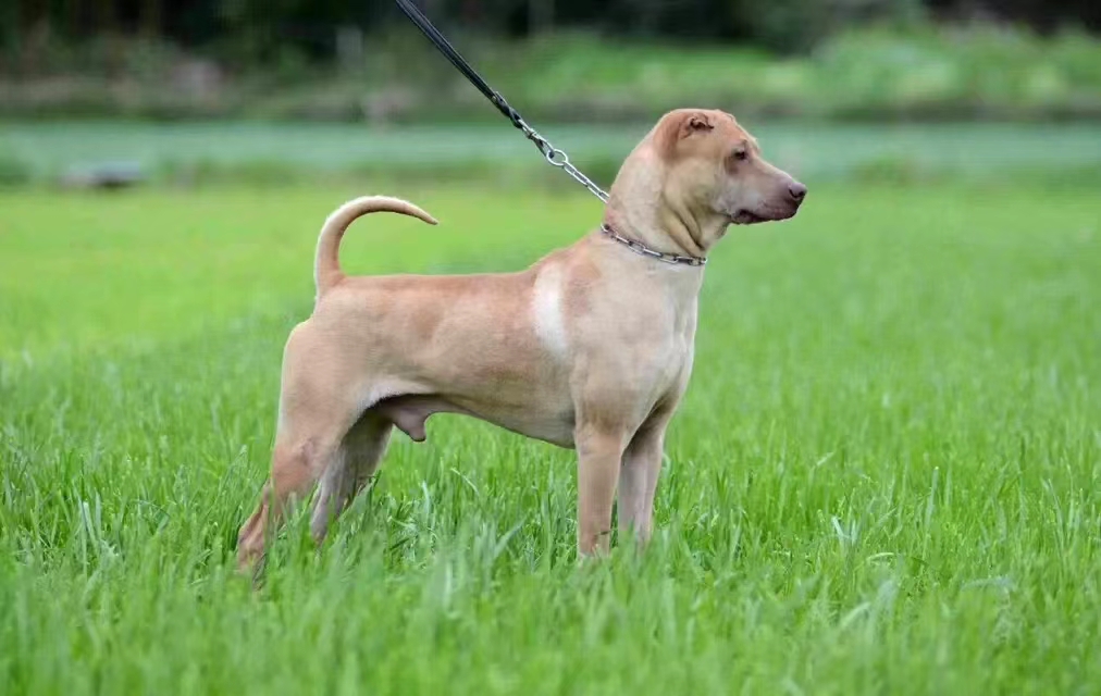 " data-lemmaid="219665">标准 /a>为hkka(hong kong and kowloon