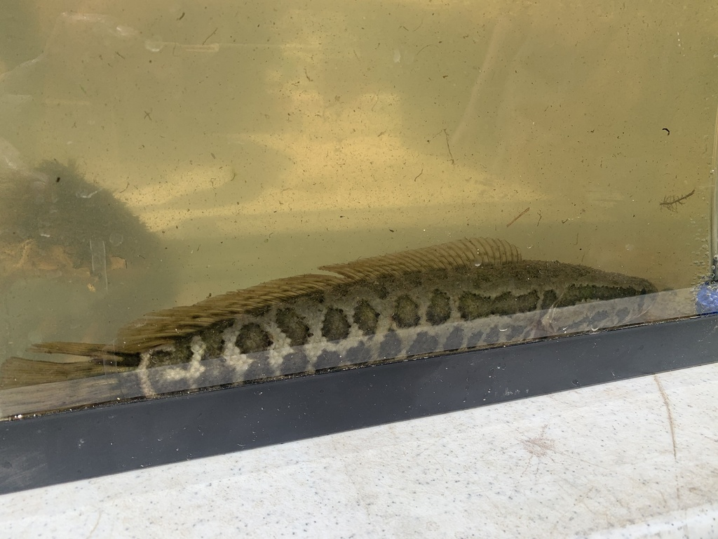 乌鳢（鳢科鳢属一种动物）_百度百科