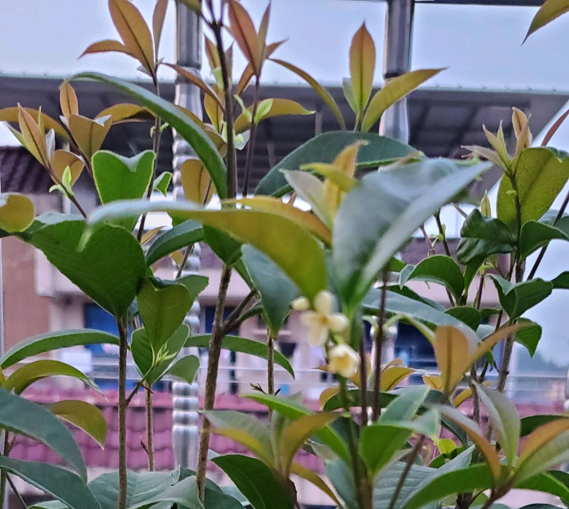 求助花友们：室内怎么养桂花？好好的桂花都快掉光叶子了_百科TA说