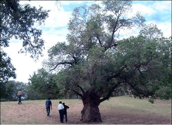 瞻榆古树观光区