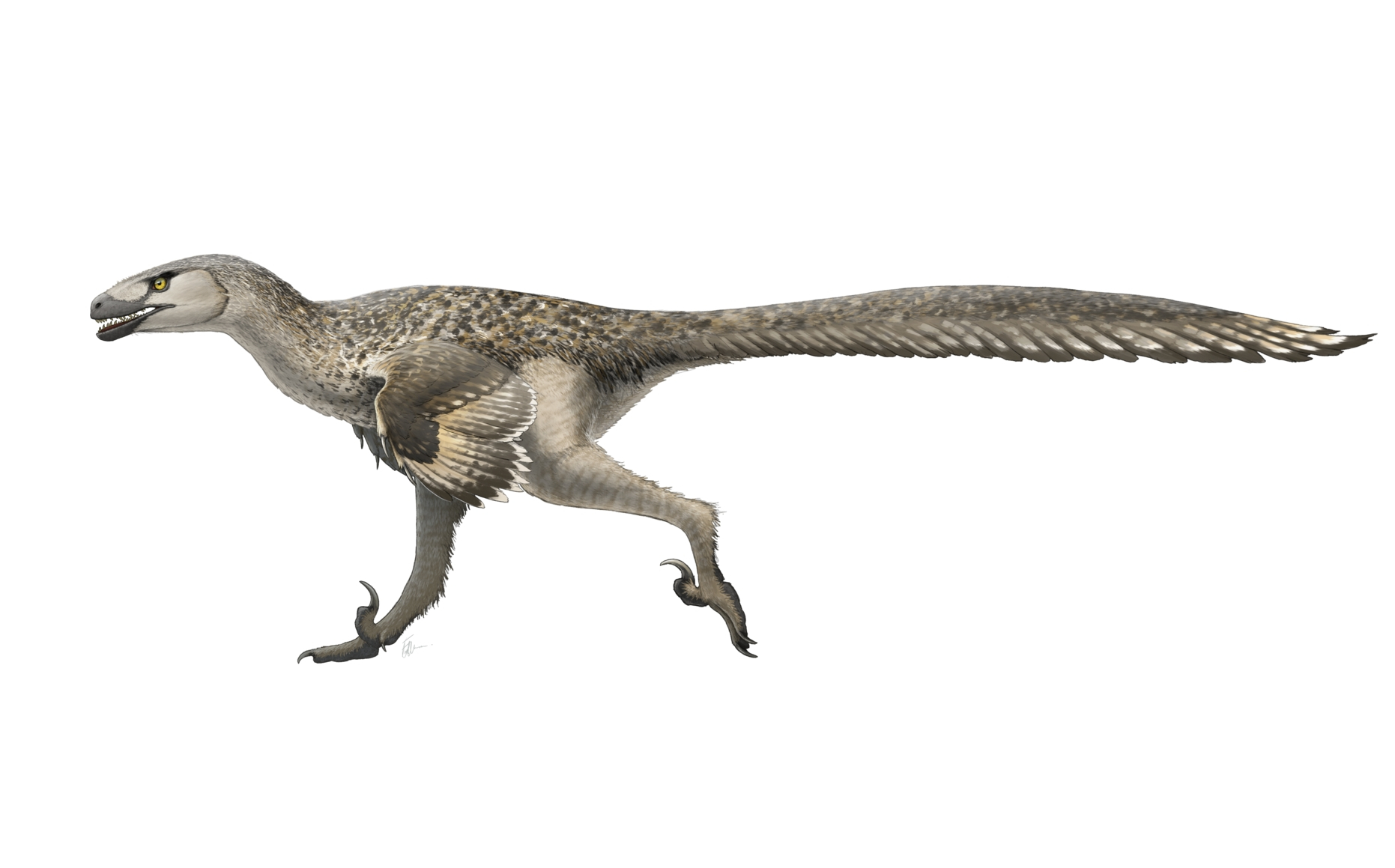  p data-id="gnwkr33nbf">驰龙属 (属名:dromaeosaurus)又名奔龙,飞驰