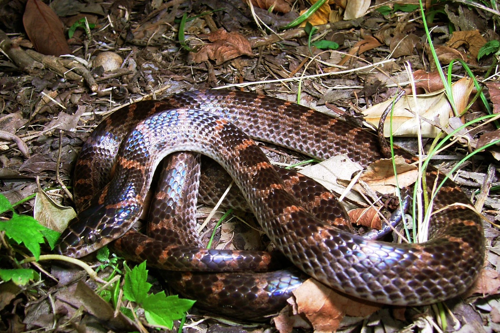  p>赤链蛇(学名: i>lycodon rufozonatus /i>)是游蛇科白环蛇属的中