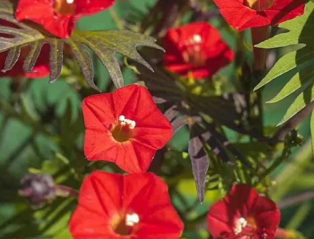 在炎热暴晒环境下生长的几种植物 有你喜欢的吗 百科ta说