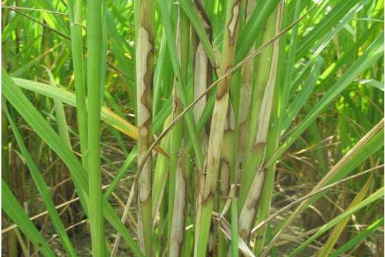 水稻纹枯病