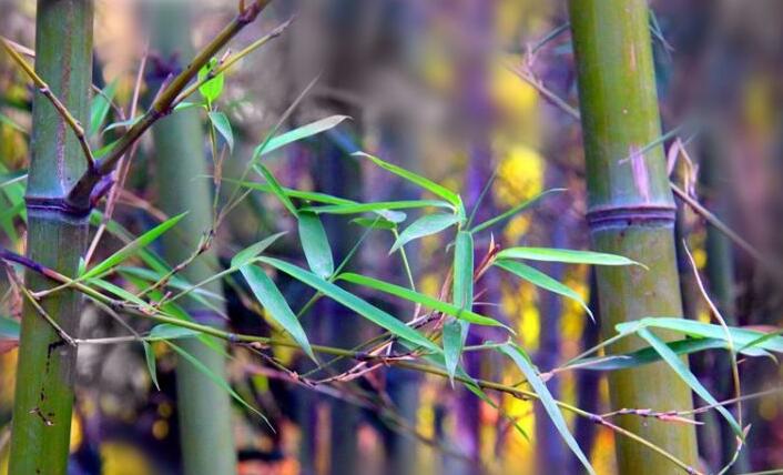 紫竹(原变种)