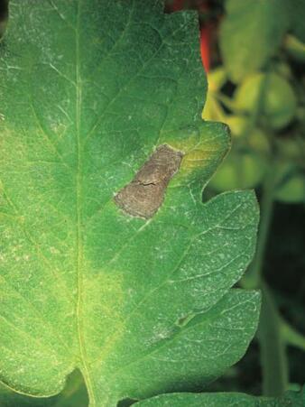  p>番茄灰斑病又称褐斑病,是由番茄壳二孢菌侵染所引起的,发生在番茄