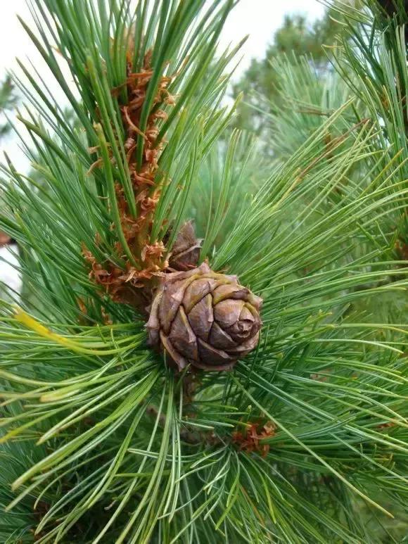 山羊11区138号是一种 a target="_blank" href="/item/松科/3069319"