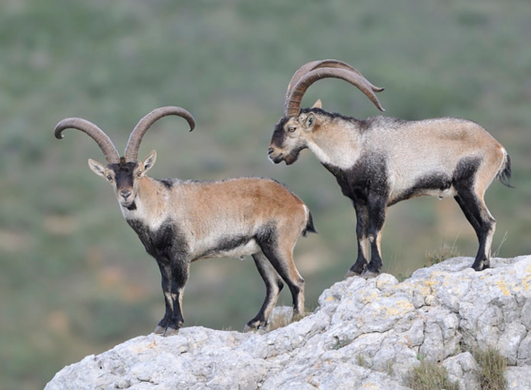  p>西班牙羱羊(学名: i>capra pyrenaica /i>):是偶蹄目,牛科,山羊属