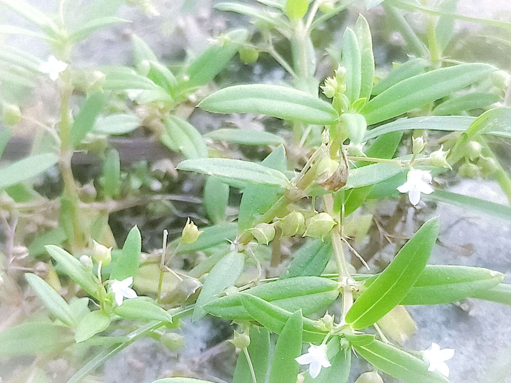 华南耳草