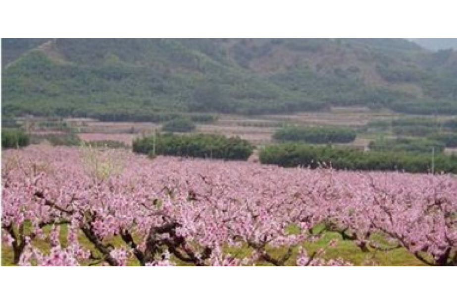 桃花山森林公园