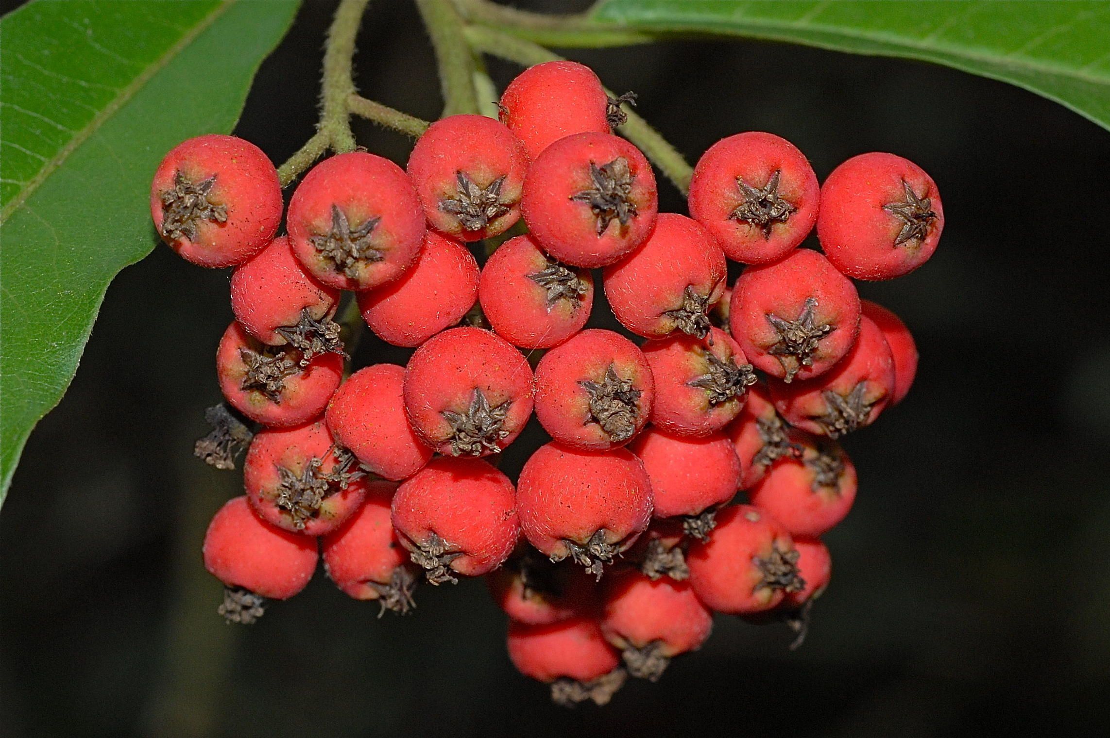 是蔷薇科红果树属灌木或小乔木植物.